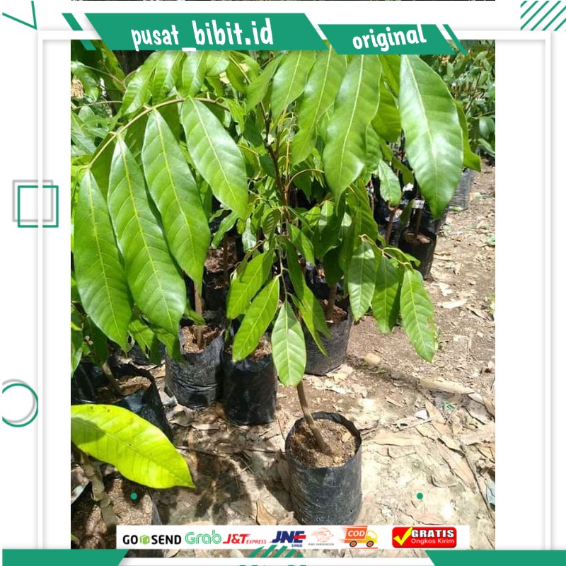 Bibit Buah kelengkeng new Cristal hasil okulasi cepat berbuah