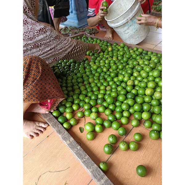 

jerik nipis limau nipis hijau langsung di petik 500g