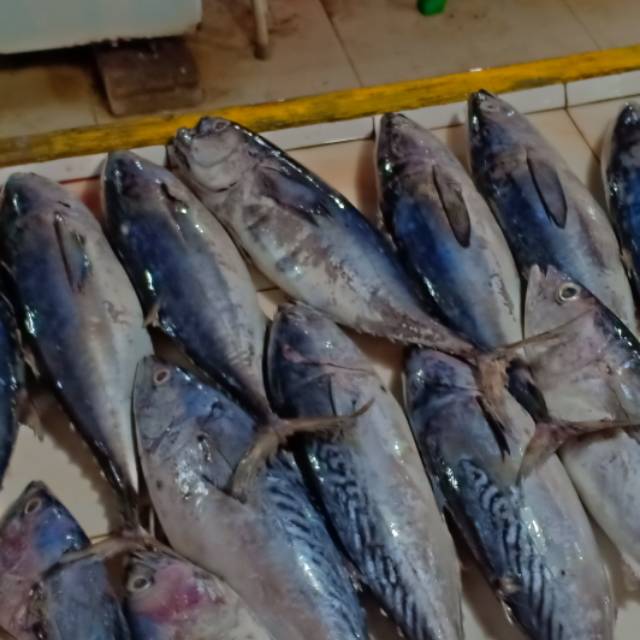 

Ikan Tongkol cakalang Laut Fresh Ikan Cakalang Segar (1Kg)