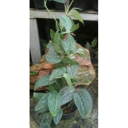 Tanaman scindapsus silver cloud.