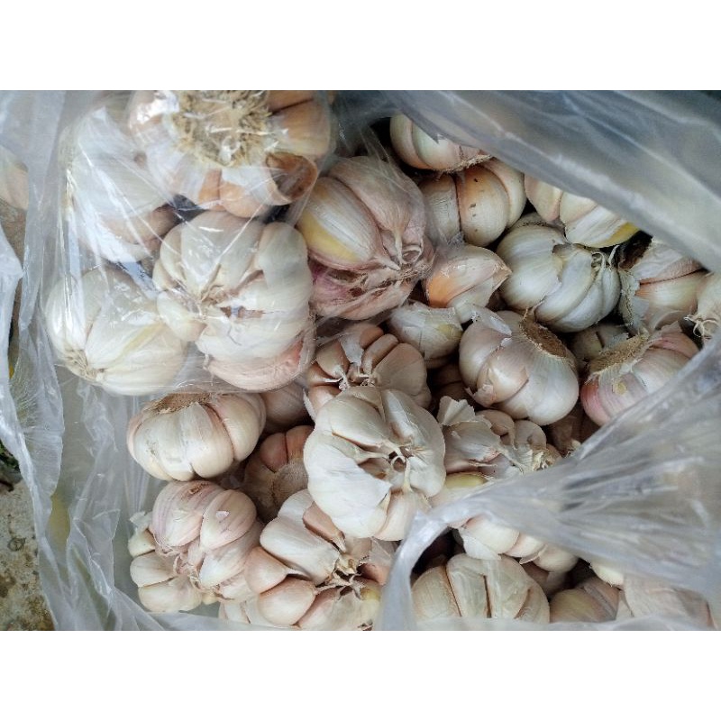 

bawang putih