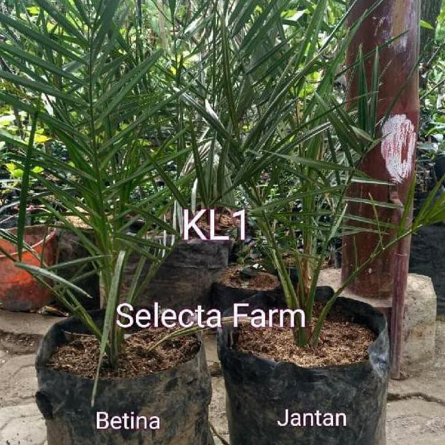 GPRS TANAMAN KURMA AJWA KL1/POHON KORMA TINGGI 70CM | BENIH | BIBIT | TANAMAN