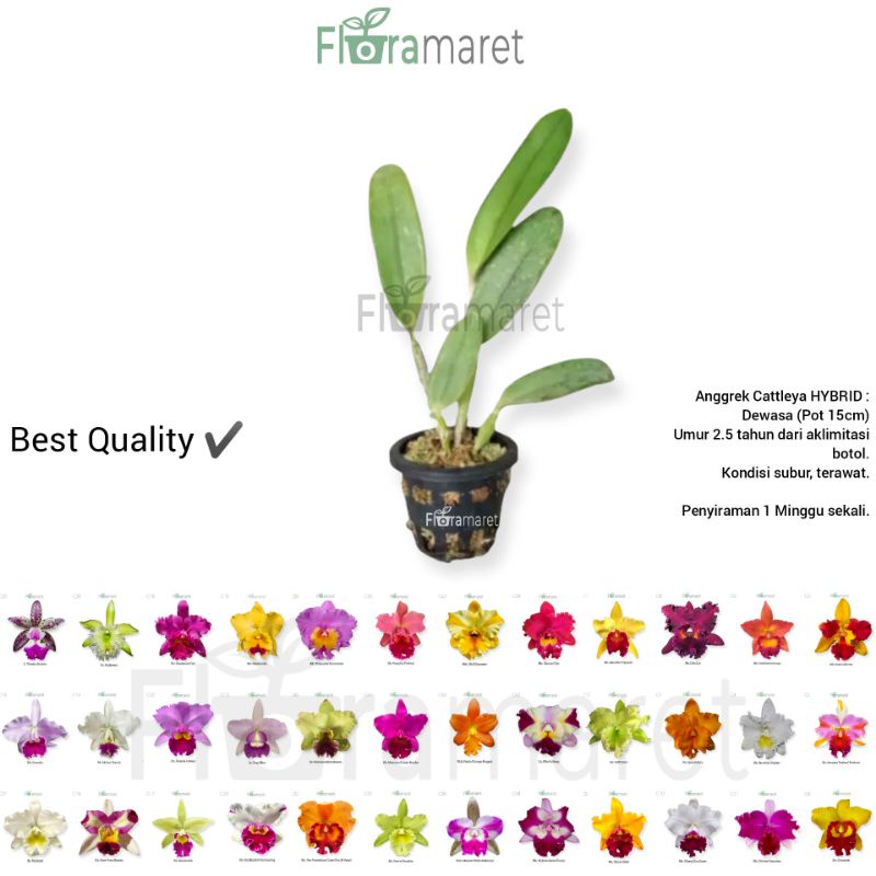 Anggrek Cattleya thailand klonning dewasa - anggrek cattleya thailand blooming siap bunga
