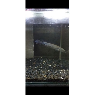 channa maru ys 15-16cm bar 8/8