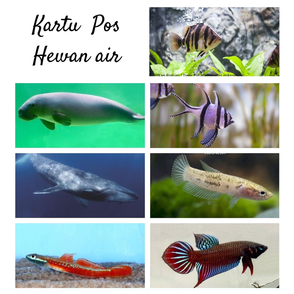 

MC- Kartu pos kartupos Hewan Air ikan Endemik / Indonesian Water Animal fish Postcard