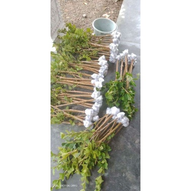 bibit fresh cangkok jambu kristal merah jumbo