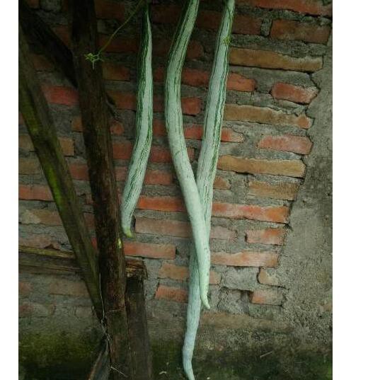 ZFV (*_*)  Benih biji bibit pare belut / sayur paria belut # :)