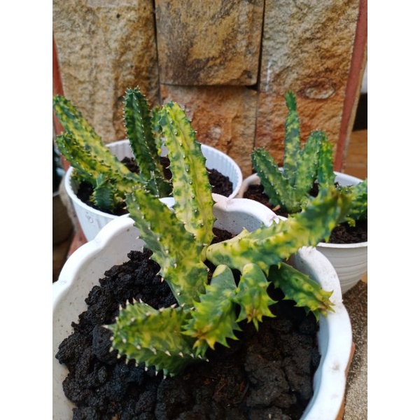 KAKTUS BERBUNGA/ HUERNIA / KAKTUS MURAH