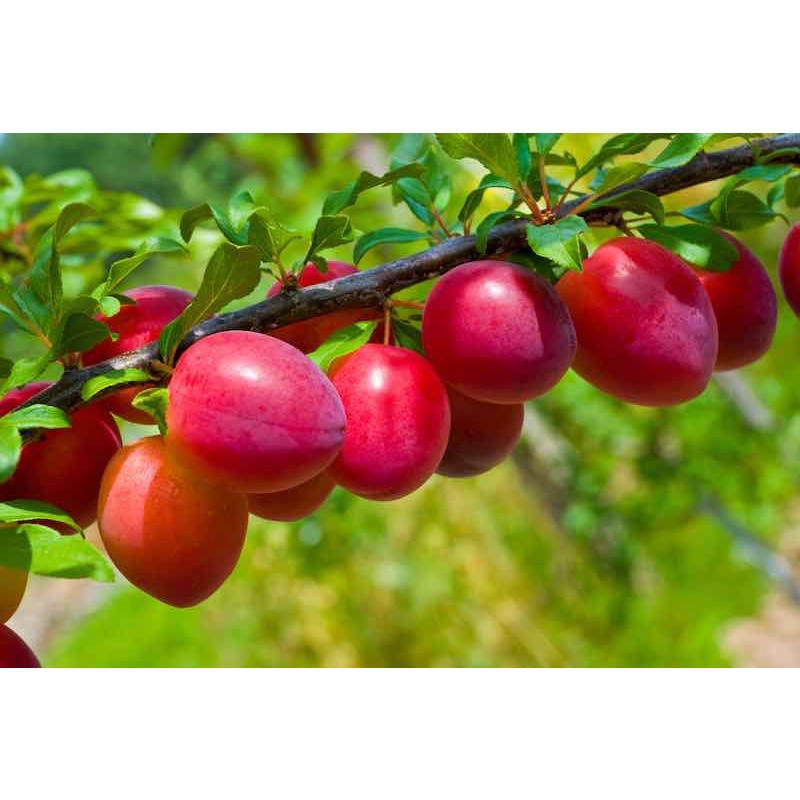 Benih Bibit Biji - Buah Plum Ceri Merah / Prem Ceri / Red Cherry Plum Fruit Tree Seeds - IMPORT