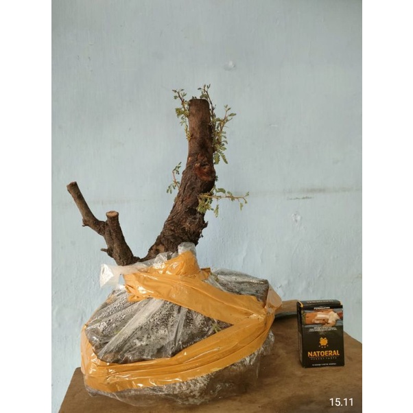 bahan Bonsai Arabika Small Bahan Bonsai Klampis ireng Murah