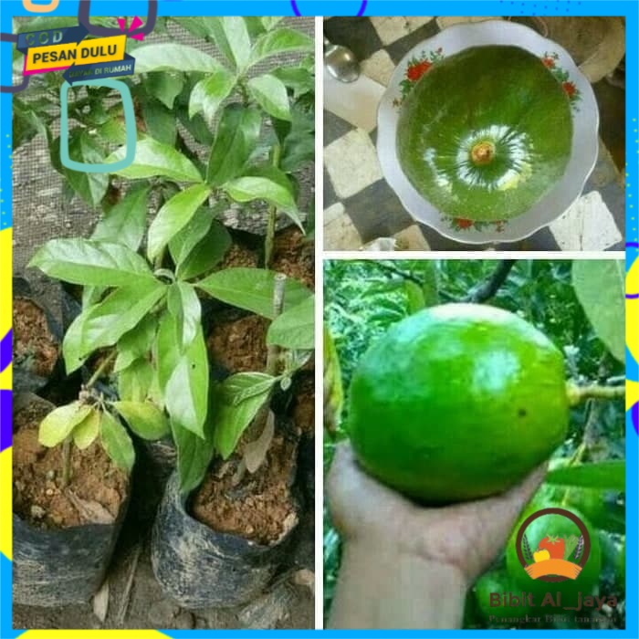Bibit alpukat mentega super (bisa COD)