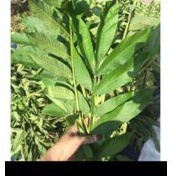 

DAUN SUNGKAI PENGUATAN IMUN TUBUH OBAT HERBAL KERING SIAP KONSUMSI