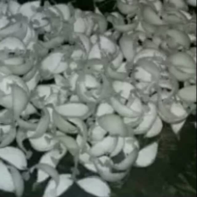 sarang palsu pemikat burung walet bersarang sebanyak 100 keping