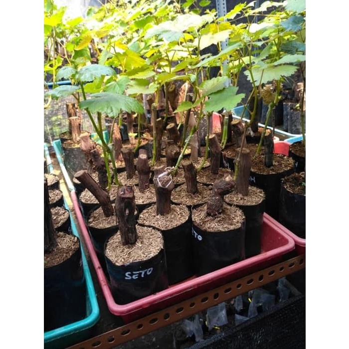 Bibit Anggur Import Seto Giant Grafting