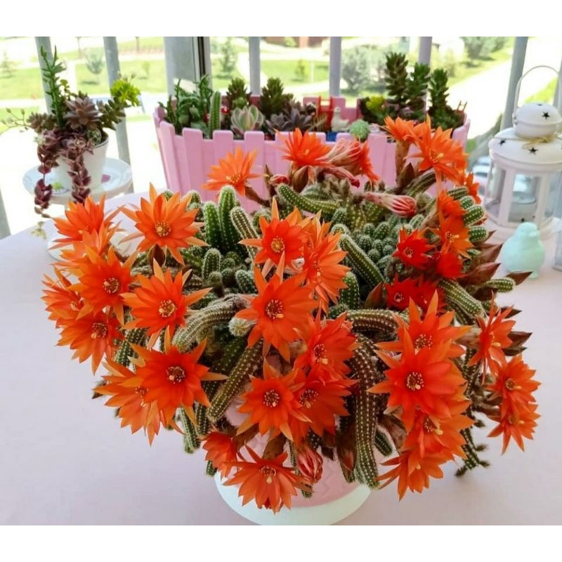 ECHINOPSIS CHAMAECEREUS / ECHINOPSIS / KAKTUS / PAKET KAKTUS / KAKTUS MINI / SUKULEN / KAKTUS IMPORT