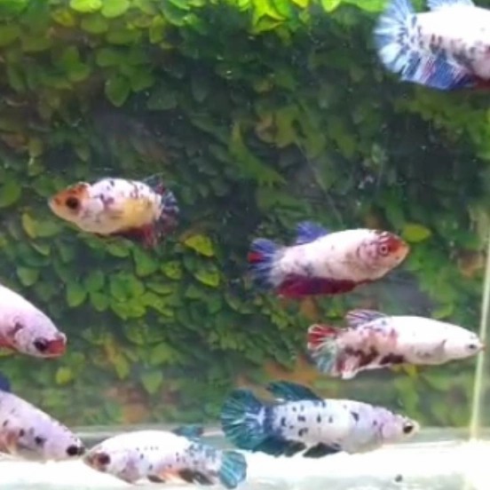 ikan cupang hias betina multicolor ful telur