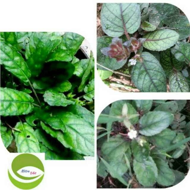 Fantastis 25 Gambar  Daun  Gempur Batu Richa Gambar 