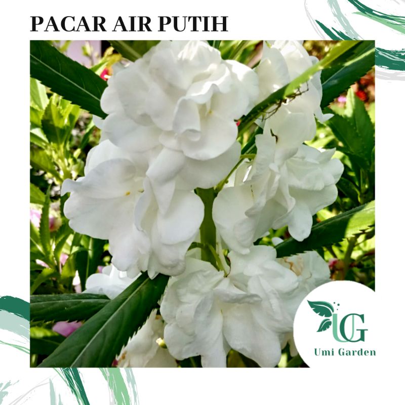 25 Biji Benih Bunga Pacar Air Tumpuk Putih Impatiens Balsmina