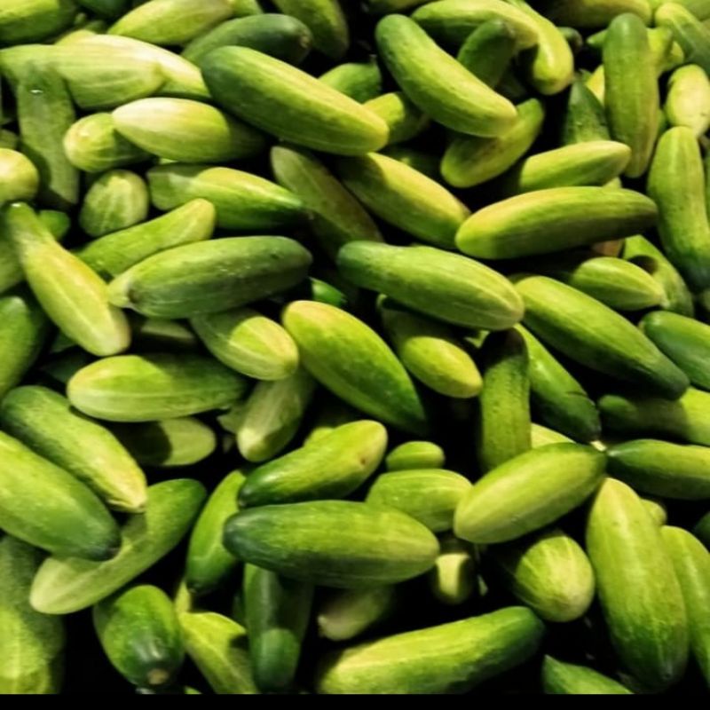 

mentimun(bonteng)per½kg