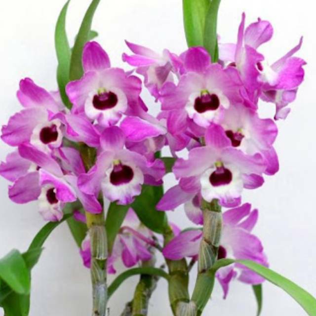 Anggrek Dendrobium Nobile Dewasa / ANGGREK / BUNGA ANGGREK / ANGGREK DENDROBIUM