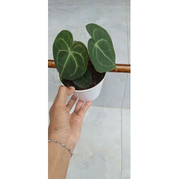 kuping gajah tarantula Pagoda