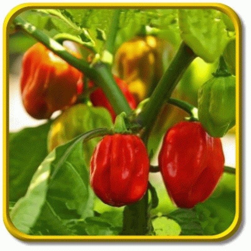 Amefurashi 1 benih/bibit/seeds Hot Pepper Seeds - 'Habenero'' unik, beautiful, rare