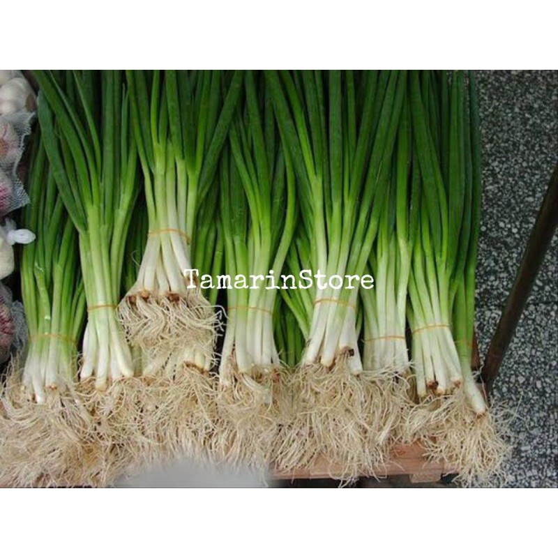 50 Seeds Biji / Benih Daun Bawang Fragrant F1 Berkualitas