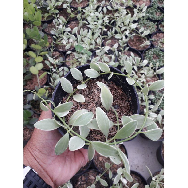 DISCHIDIA NUMMULARIA