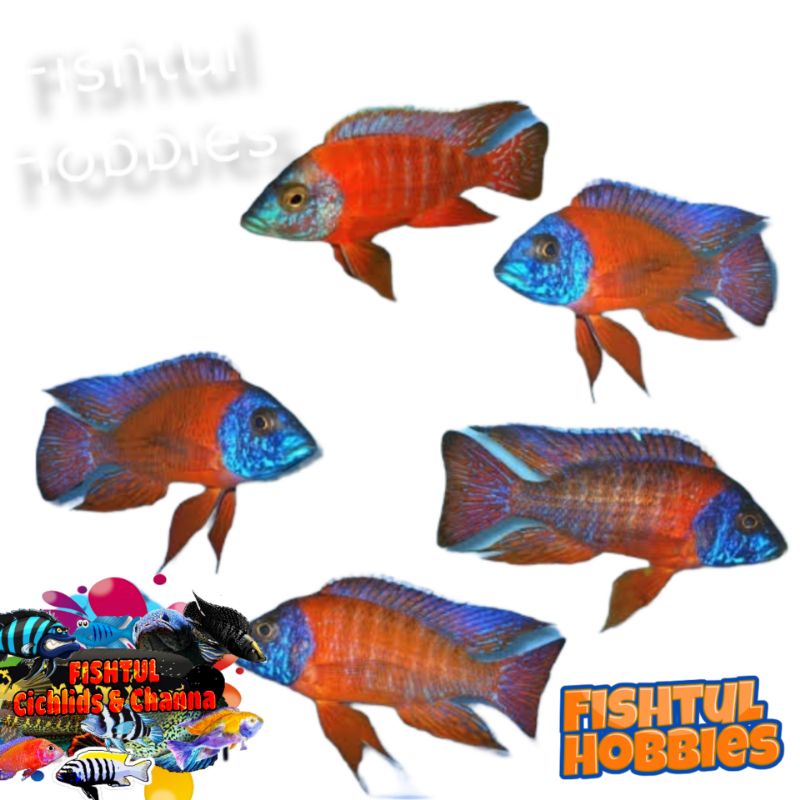 Cichlid Red Rubin Pure