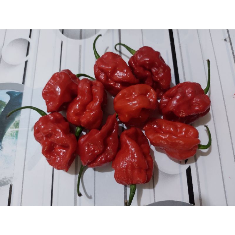 Biji cabe super pedas silangan Katokkon Toraja Super x Carolina Reaper F1 ( Katoca F1 ) isi 10 butir