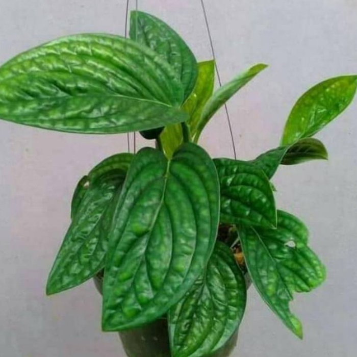 Tanaman Hias Rambat Sirih Badak tanaman hidup -tanaman hidup