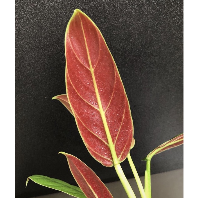 PHILODENDRON SUBHASTATUM