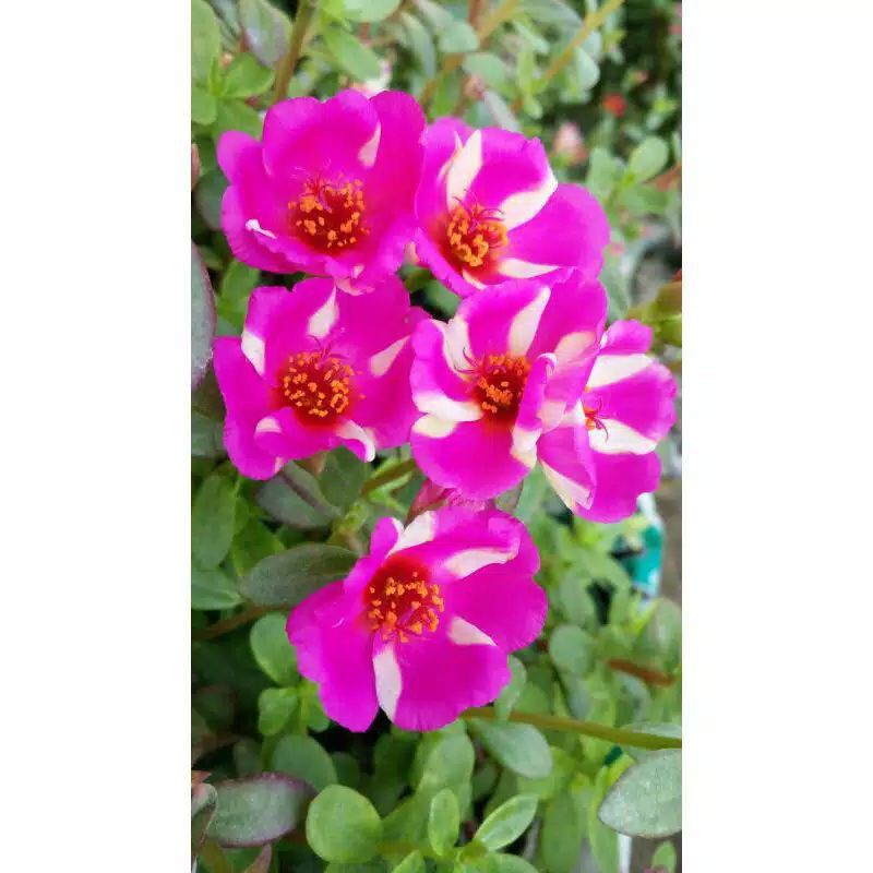 Stek Krokot Duna Arabela