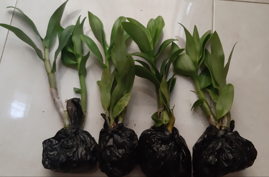 Anggrek Dendrobium Wonleng