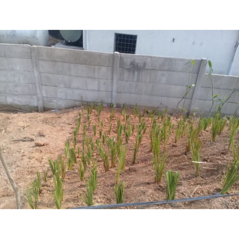 Rumput vetiver akar wangi anti longsor — akar wangi