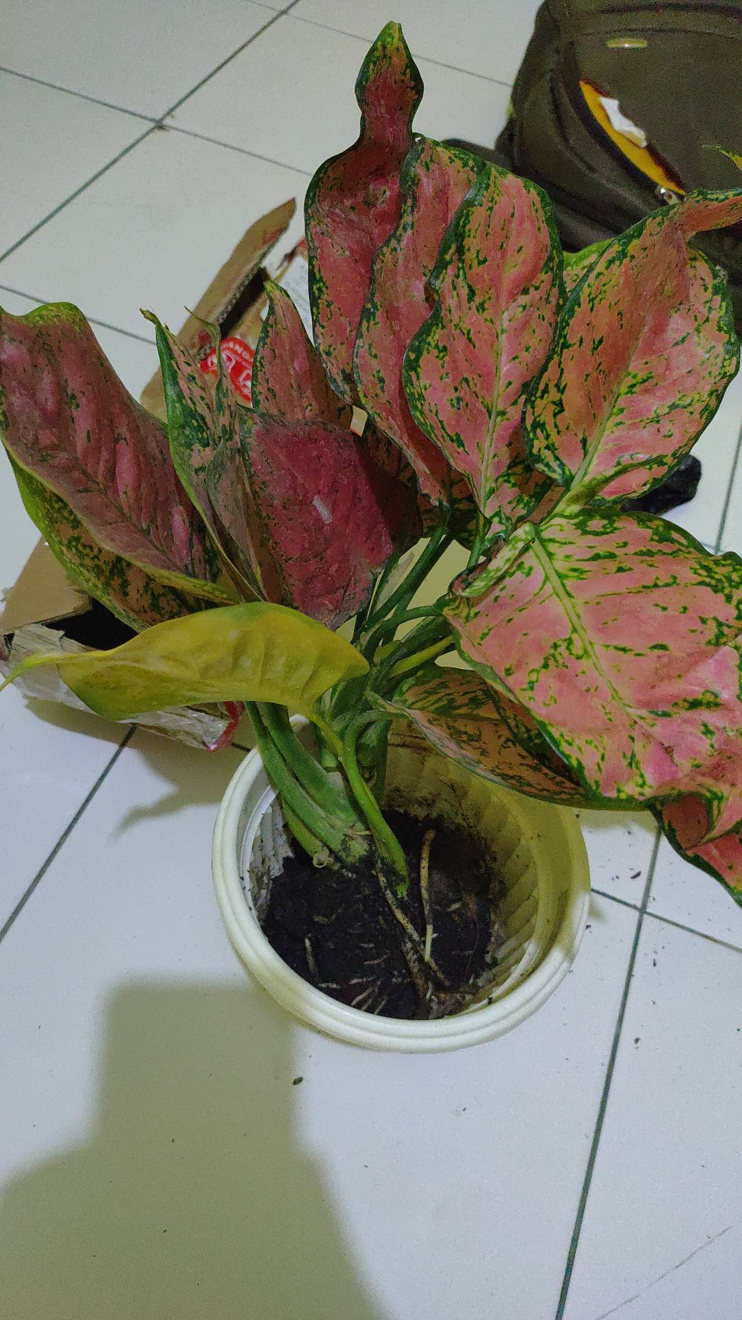 DUT ANJAMANI Aglonema jenis Dut Anjamani Shopee Indonesia DUT ANJAMANI Aglonema jenis Dut Anjamani Shopee Indonesia