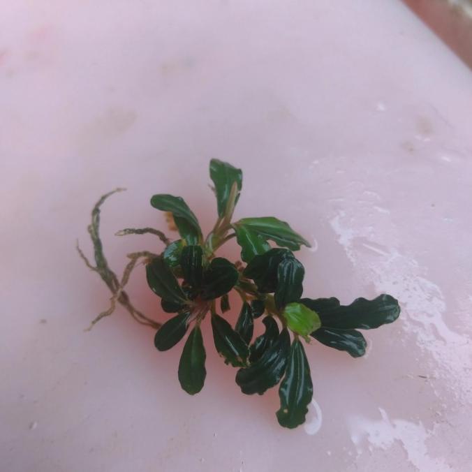 Aquascape bucephalandra mini black phantom kapuas hulu herbscp92 Kualitas Baik