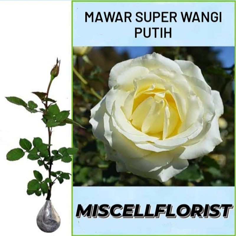 TANAMAN HIAS BIBIT BUNGA MAWAR PUTIH WANGI KELOPAK BESAR