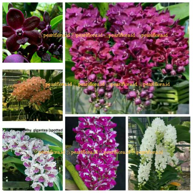 Terkeren 11 Gambar Anggrek  Gigantea  Gambar Bunga  HD