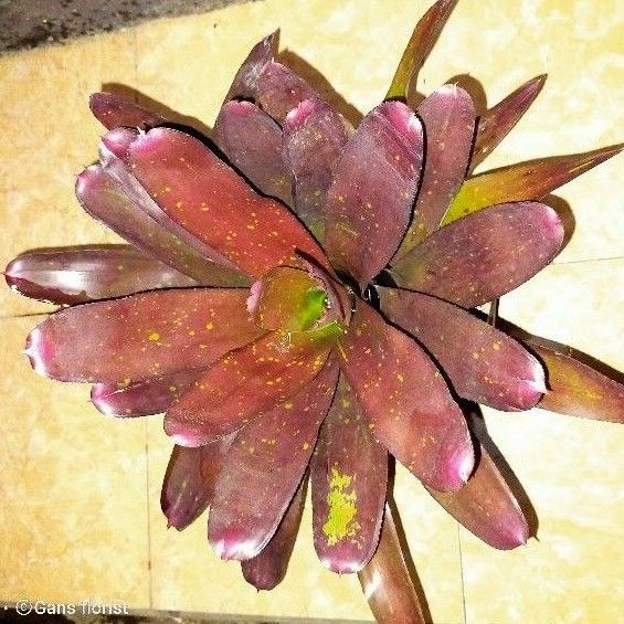 bromolia merah besar