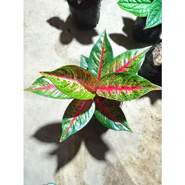 aglonema hot ledy flaming