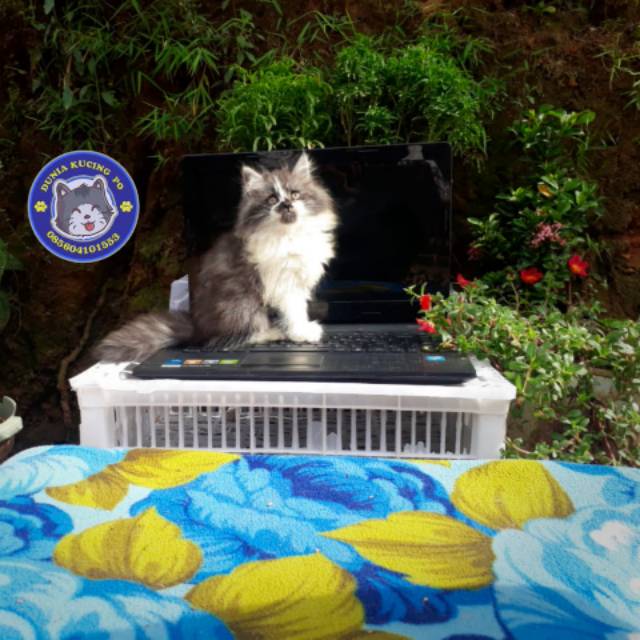 Kucing Kitten Persia Longhair