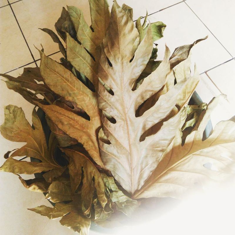 

Daun sukun kering 300 gram