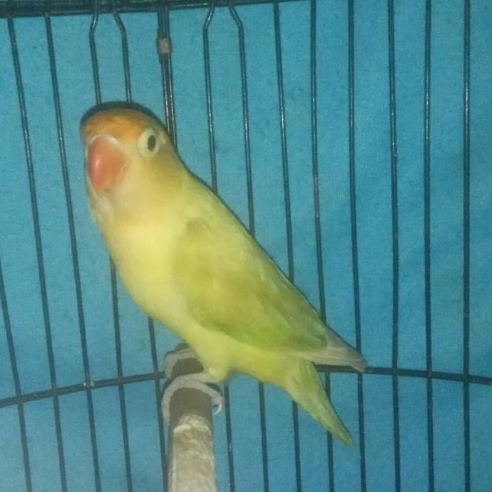 ORIGINAL burung lovebird Murah