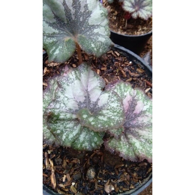 tanaman hias begonia rex /keong