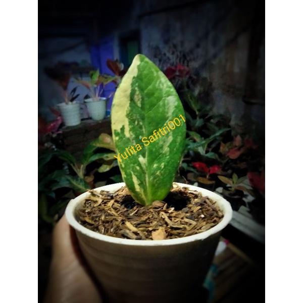 SAMIA VARIGATA BIBIT