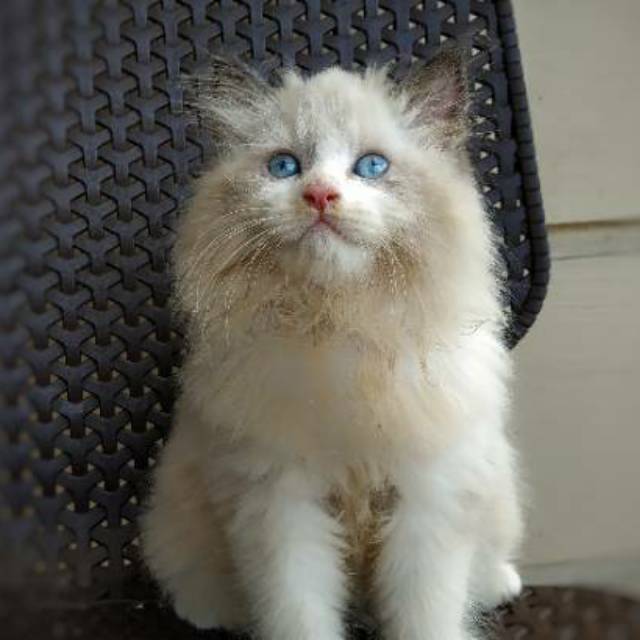 Kucing Ragdoll Shopee Indonesia