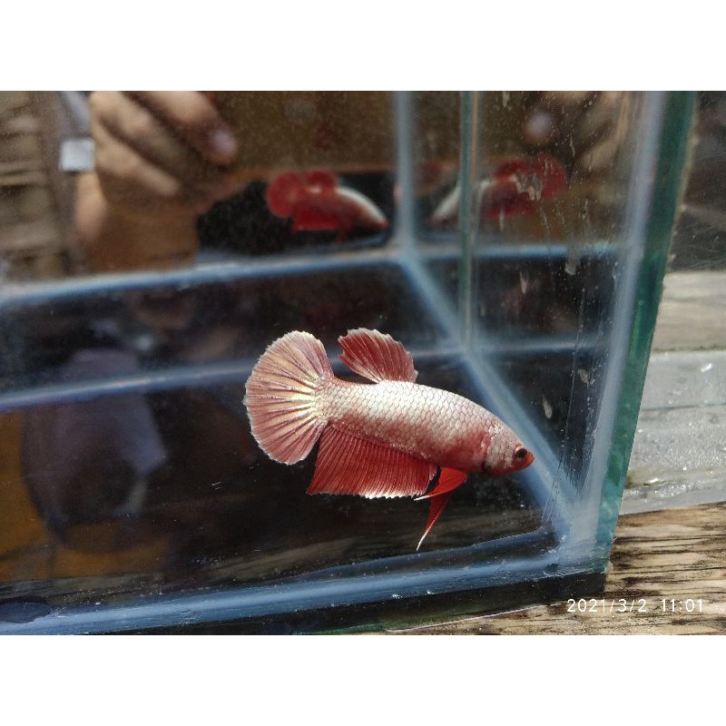 (promo) Cupang plakat Red cooper gold murah