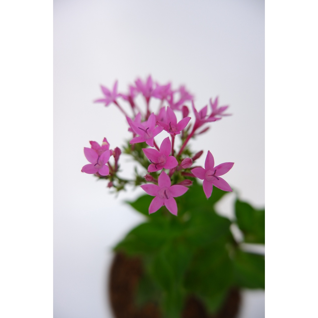 Bunga Pentas - Egyptian Star Cluster - Pentas Lanceolata - Tanaman Hias