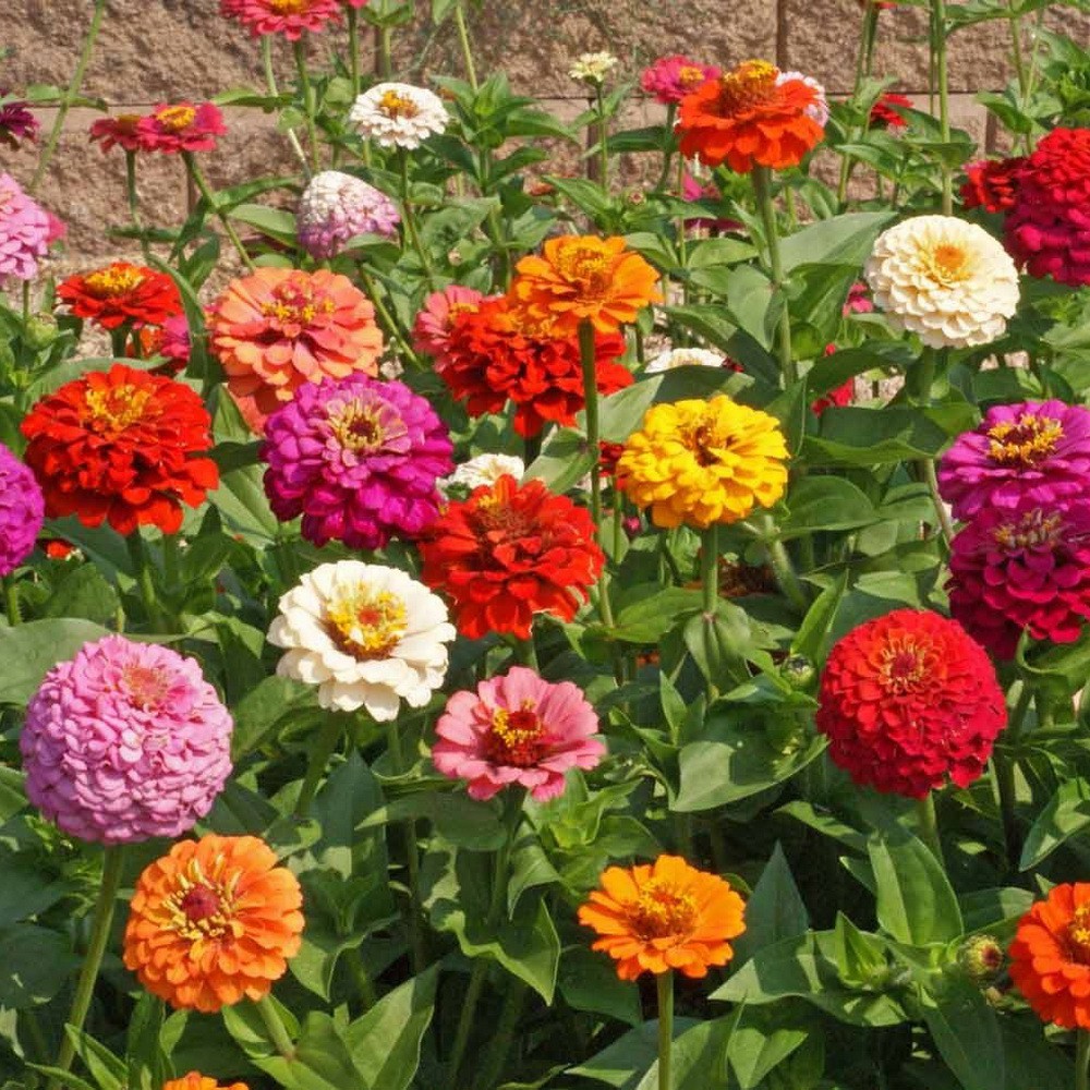 PlantaSeed - 20 Seeds - Zinnia Dahlia Flowered Biji Bunga - PAS0238